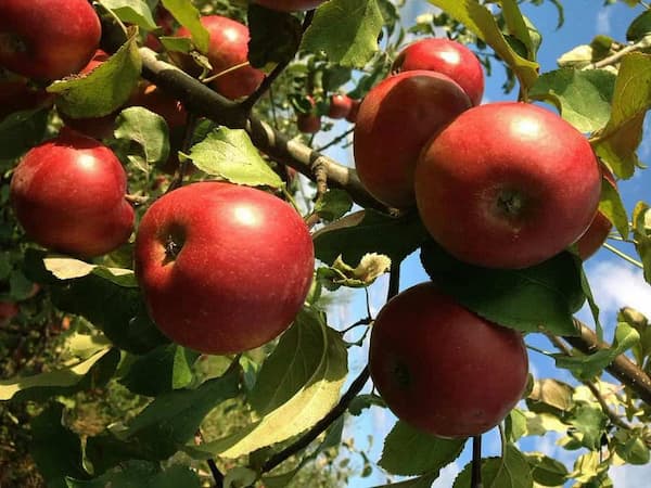 تصویر 1 از قیمت سیب قرمز مجلسی + خرید باور نکردنی